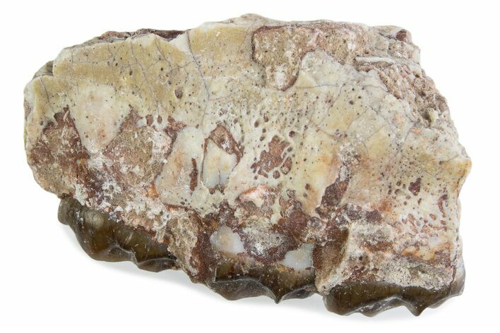 Fossil Oreodont (Merycoidodon) Jaw Section - South Dakota #375515